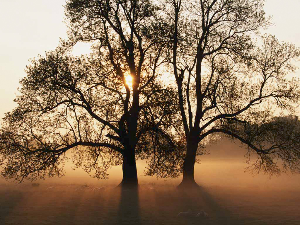 Tree Tree